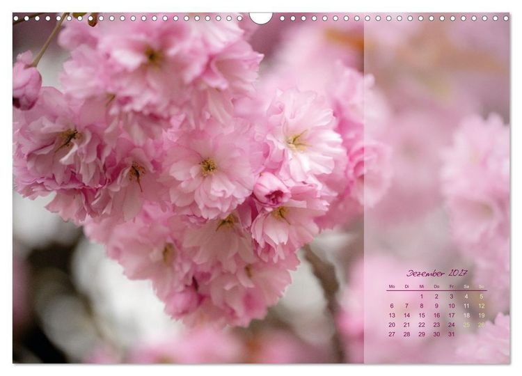 Produktbild: Pretty in Pink - Die Kirschbl&uuml;te (Wandkalender 2027 DIN A3 quer), CALVENDO Monatskalender
