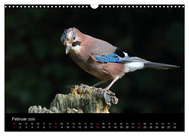 Produktbild: Eichelh&auml;her der Waldpolizist (Wandkalender 2026 DIN A3 quer), CALVENDO Monatskalender
