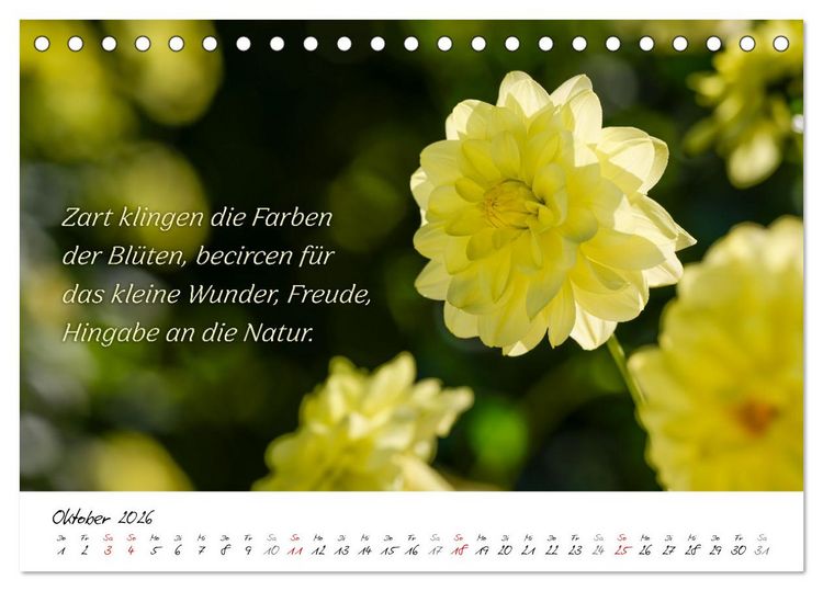 Produktbild: Dahlien Poesie (Tischkalender 2026 DIN A5 quer), CALVENDO Monatskalender