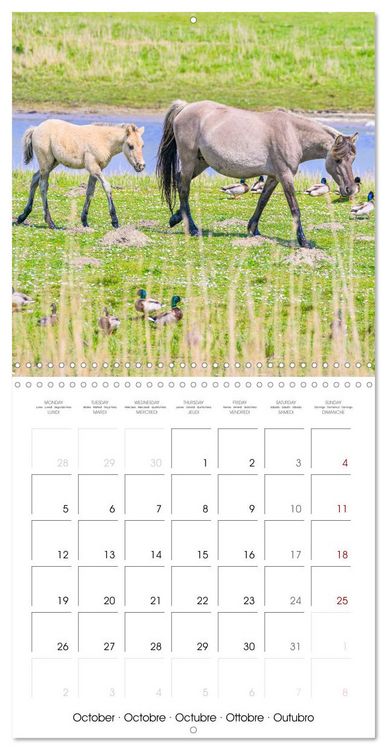 Produktbild: Konik horses (Wall Calendar 2026 12 &times; 12 Inch) CALVENDO 12 Month Wall Calendar