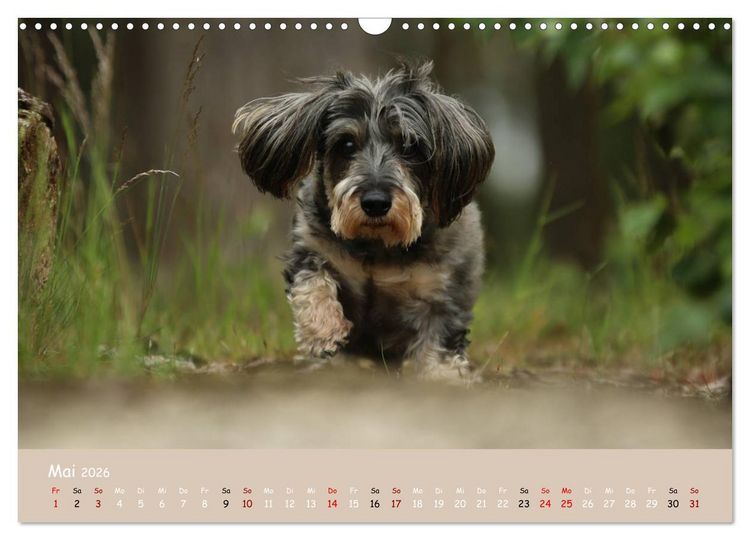 Produktbild: Dackel - lustige Gesellen auf kurzen Beinchen (Wandkalender 2026 DIN A3 quer), CALVENDO Monatskalender