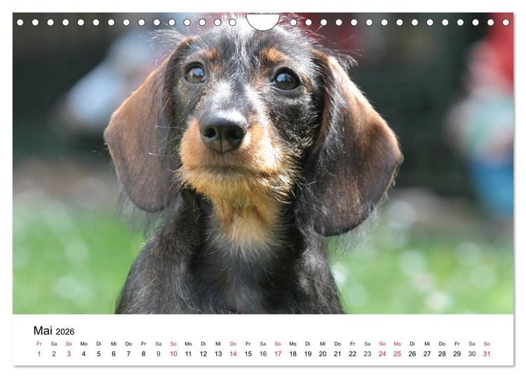 Produktbild: Ein Dackelkind blickt zur&uuml;ck (Wandkalender 2026 DIN A4 quer), CALVENDO Monatskalender