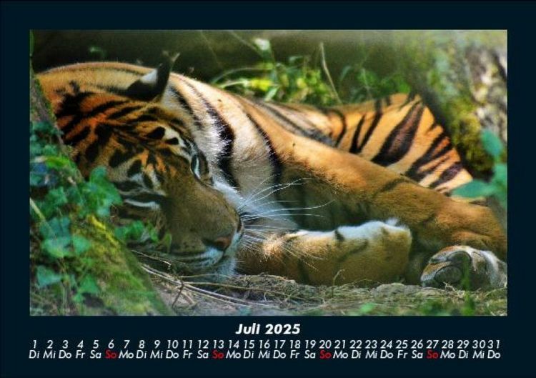 Produktbild: Tiger 2025 Fotokalender DIN A5