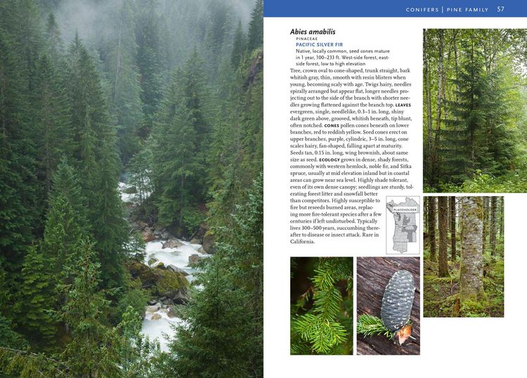 Produktbild: Trees and Shrubs of the Pacific Northwest