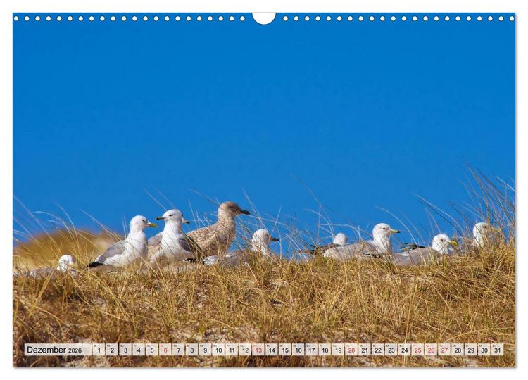 Produktbild: Nordseeinsel Amrum (Wandkalender 2026 DIN A3 quer), CALVENDO Monatskalender
