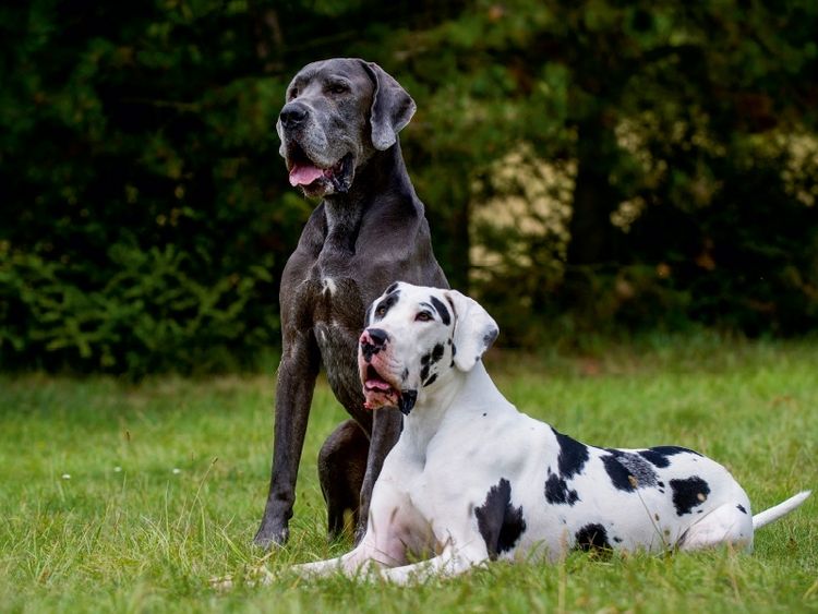 Produktbild: CALVENDO Puzzle Ein Motiv aus dem Kalender Deutsche Dogge 2017 | 1000 Teile Lege-Gr&ouml;&szlig;e 64x48cm Foto-Puzzle f&uuml;r gl&uuml;ckliche Stunden