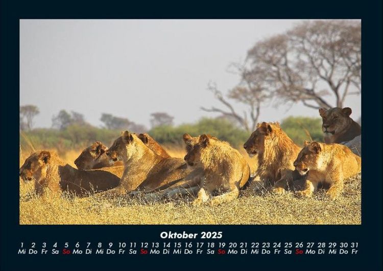 Produktbild: L&ouml;wen in der Wildnis 2025 Fotokalender DIN A4