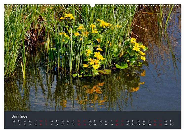 Produktbild: Heimat im Bremer Blockland (Wandkalender 2026 DIN A2 quer), CALVENDO Monatskalender