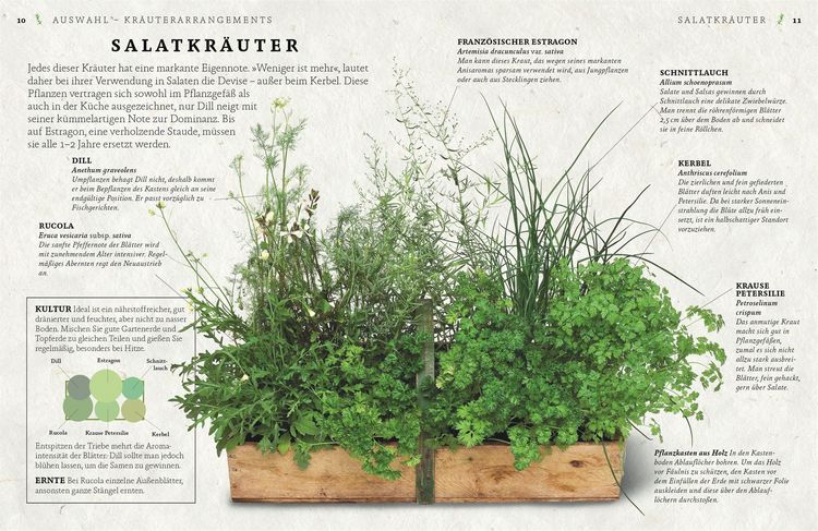 Produktbild: K&uuml;chenkr&auml;uter anbauen und genie&szlig;en