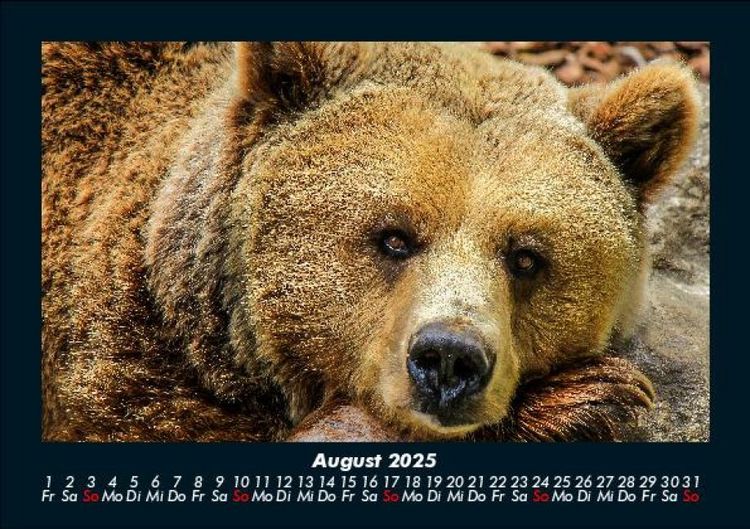 Produktbild: Tierkalender 2025 Fotokalender DIN A5