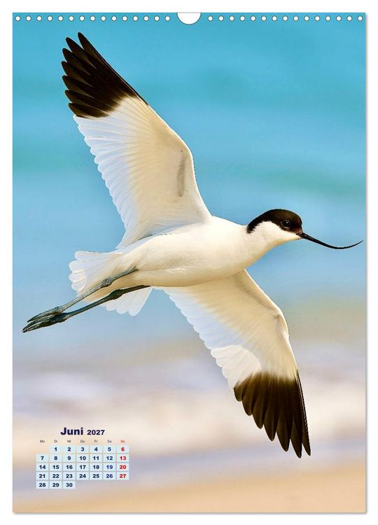 Produktbild: Seev&ouml;gel an der Nordsee (Wandkalender 2027 DIN A3 hoch), CALVENDO Monatskalender