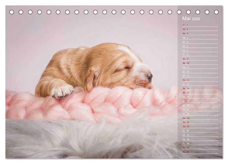 Produktbild: Englische Cocker Spaniel Welpen (Tischkalender 2026 DIN A5 quer), CALVENDO Monatskalender