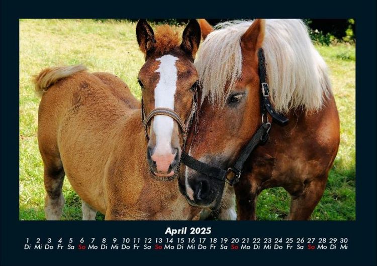 Produktbild: Die Welt der Pferde 2025 Fotokalender DIN A4