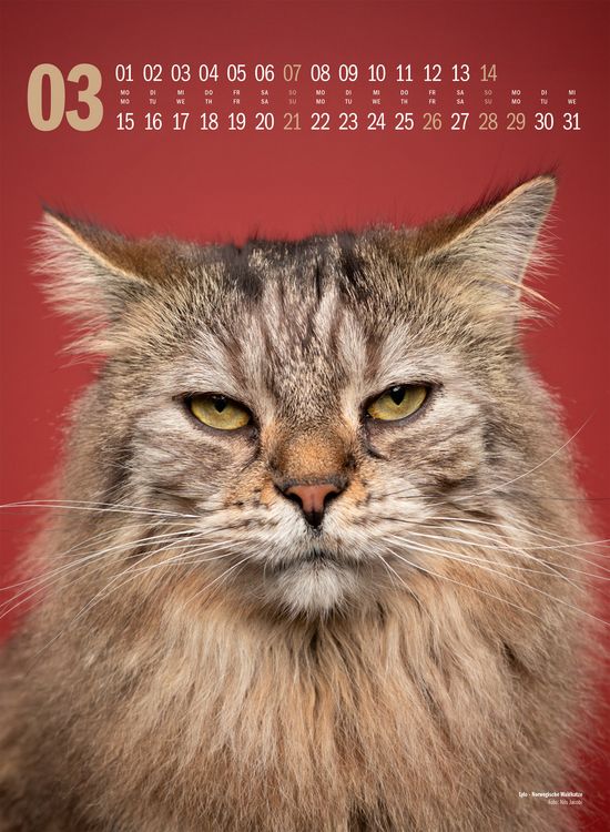 Produktbild: Catography Katzen-Kalender 2027