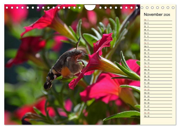 Produktbild: Faszinierende Taubenschw&auml;nzchen (Wandkalender 2026 DIN A4 quer), CALVENDO Monatskalender