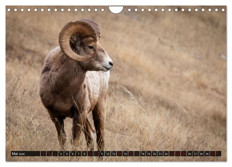 Produktbild: Wildtierkalender (Wandkalender 2026 DIN A4 quer), CALVENDO Monatskalender