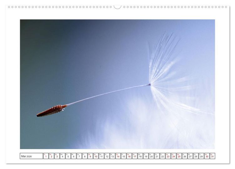 Produktbild: Zauberhafte Pusteblumen (hochwertiger Premium Wandkalender 2026 DIN A2 quer), Kunstdruck in Hochglanz