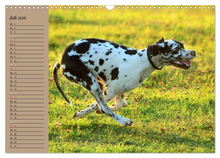 Produktbild: Deutsche Doggen - Sanfte Riesen (Wandkalender 2026 DIN A3 quer), CALVENDO Monatskalender