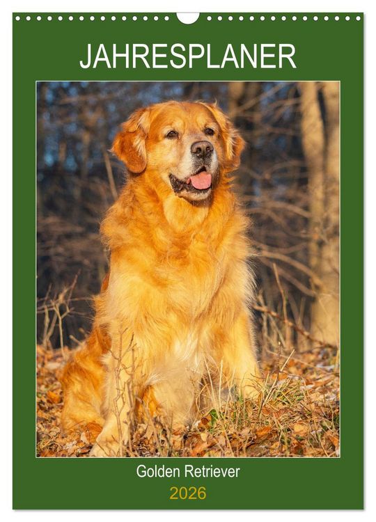 Produktbild: Jahresplaner Golden Retriever (Wandkalender 2026 DIN A3 hoch), CALVENDO Monatskalender