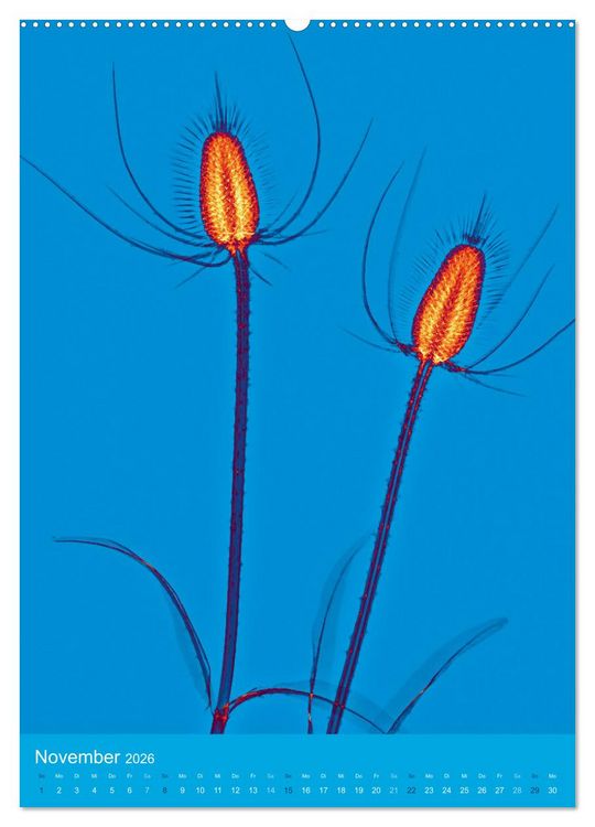 Produktbild: Durchleuchtete Blumenwelt 2026 (hochwertiger Premium Wandkalender 2026 DIN A2 hoch), Kunstdruck in Hochglanz