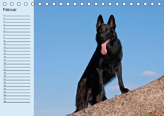 Produktbild: Der Schäferhunde-Geburtstagskalender (Tischkalender immerwährend DIN A5 quer)