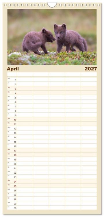 Produktbild: Familienplaner 2027 - Polarfuchs-Welpen mit 5 Spalten (Wandkalender, 21 x 45 cm) CALVENDO