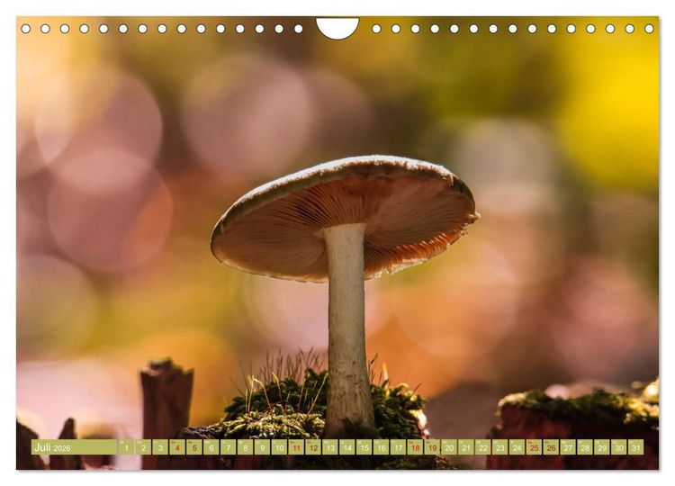 Produktbild: Wundersame Pilzwelten (Wandkalender 2026 DIN A4 quer), CALVENDO Monatskalender