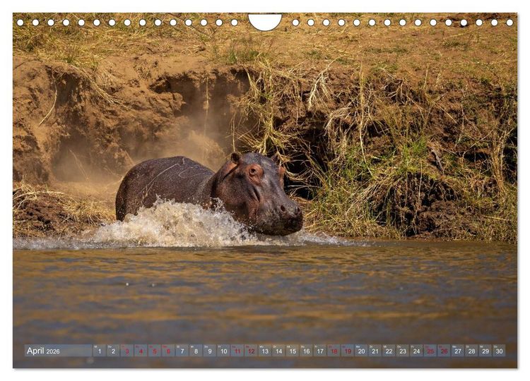 Produktbild: Hippos - Gef&auml;hrliche Giganten (Wandkalender 2026 DIN A4 quer), CALVENDO Monatskalender