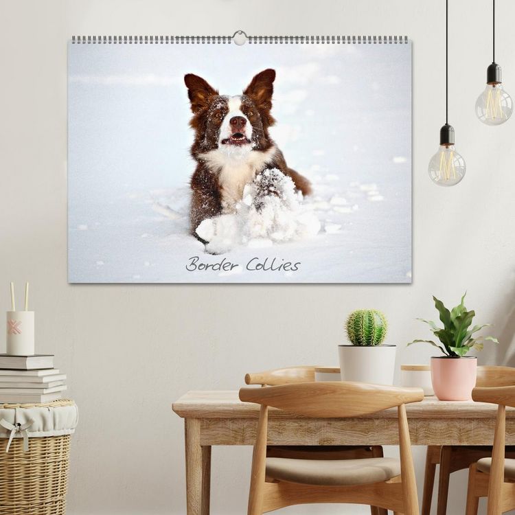 Produktbild: Border Collies (Wandkalender 2026 DIN A2 quer), CALVENDO Monatskalender