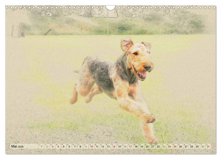 Produktbild: Airedale Terrier 2026 (Wandkalender 2026 DIN A3 quer), CALVENDO Monatskalender