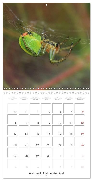 Produktbild: Spiders and Tarantulas (Wall Calendar 2026 12 &times; 12 Inch) CALVENDO 12 Month Wall Calendar