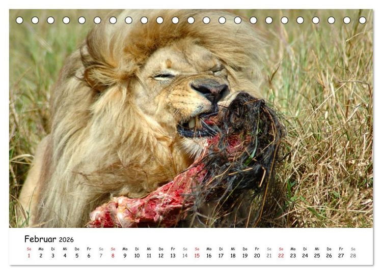 Produktbild: L&ouml;wen Impressionen (Tischkalender 2026 DIN A5 quer), CALVENDO Monatskalender