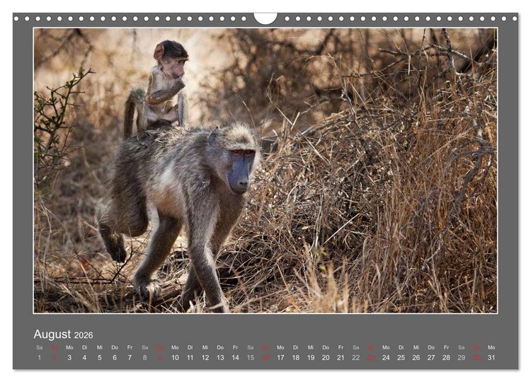 Produktbild: Tierbabys 2026 (Wandkalender 2026 DIN A3 quer), CALVENDO Monatskalender