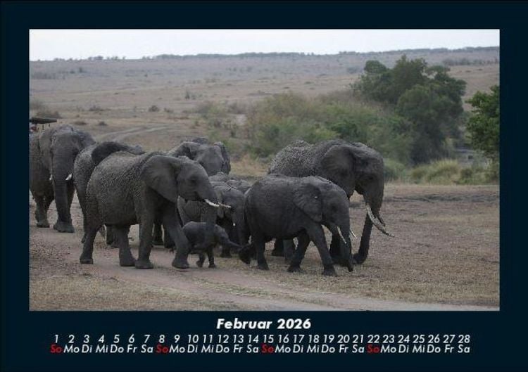 Produktbild: Elefanten 2026 Fotokalender DIN A5