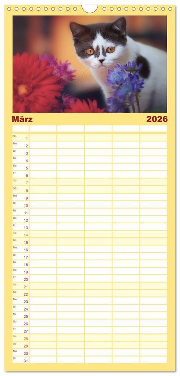 Produktbild: Familienplaner 2026 - Niedliche BKH Katzenkinder mit 5 Spalten (Wandkalender, 21 x 45 cm) CALVENDO