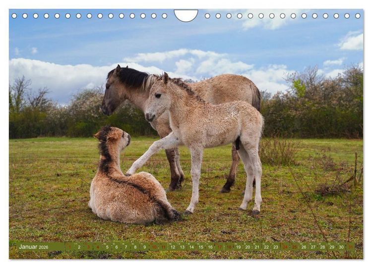 Produktbild: Mutterliebe - Konik Fohlen und Stute (Wandkalender 2026 DIN A4 quer), CALVENDO Monatskalender
