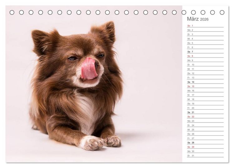 Produktbild: Chihuahua - Die Welt der Kleinen (Tischkalender 2026 DIN A5 quer), CALVENDO Monatskalender