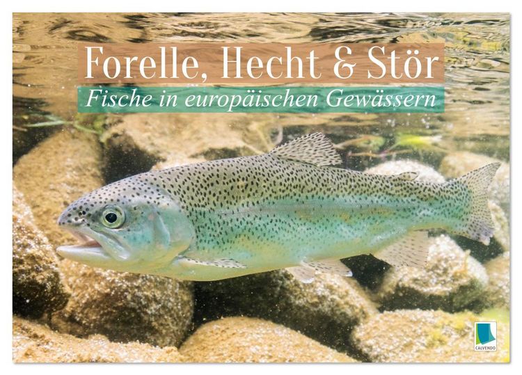 Produktbild: Forelle, Hecht und St&ouml;r: Fische in europ&auml;ischen Gew&auml;ssern (Tischkalender 2026 DIN A5 quer), CALVENDO Monatskalender