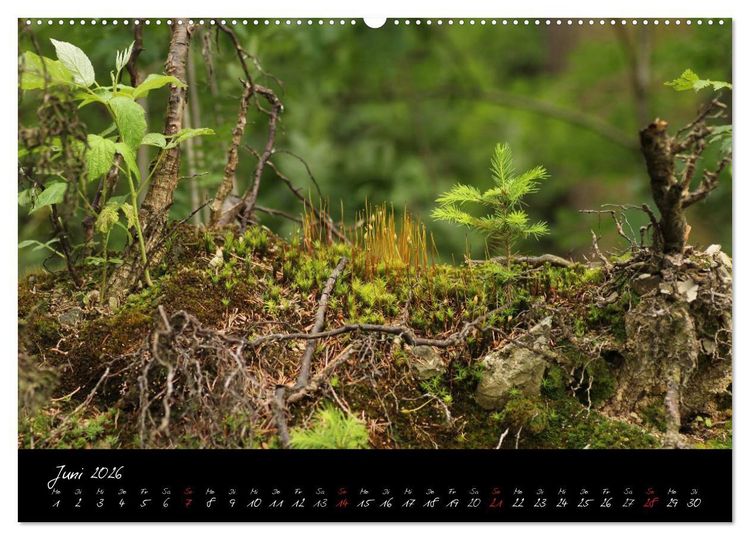 Produktbild: Wald (hochwertiger Premium Wandkalender 2026 DIN A2 quer), Kunstdruck in Hochglanz