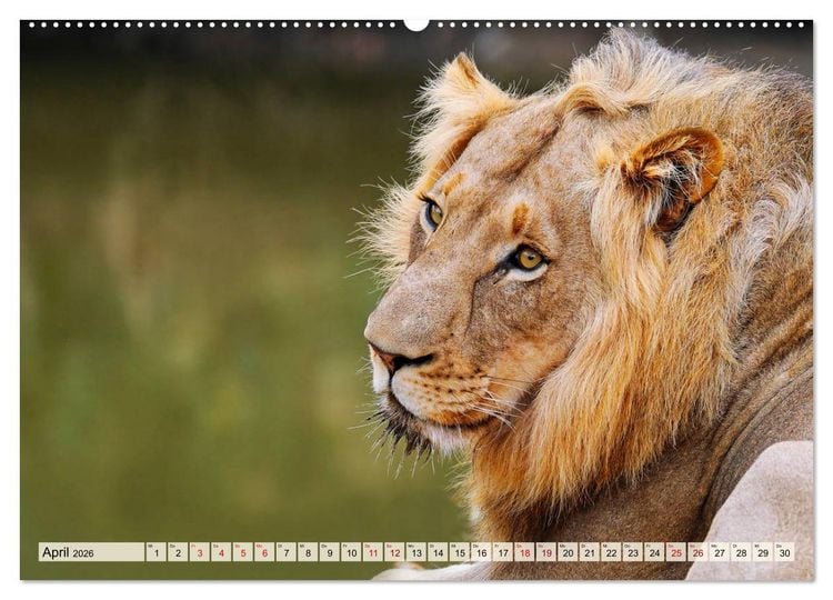 Produktbild: Afrikas L&ouml;wen 2026 (hochwertiger Premium Wandkalender 2026 DIN A2 quer), Kunstdruck in Hochglanz