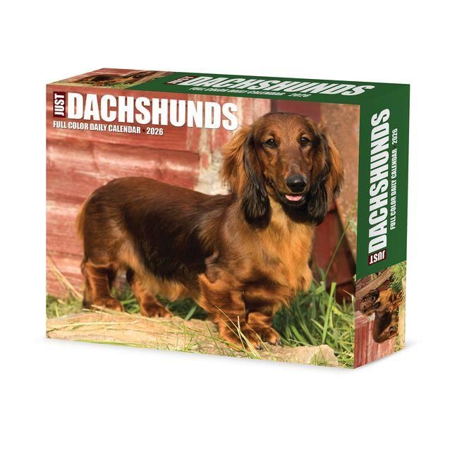 Produktbild: Dachshunds 2026 Box Calendar