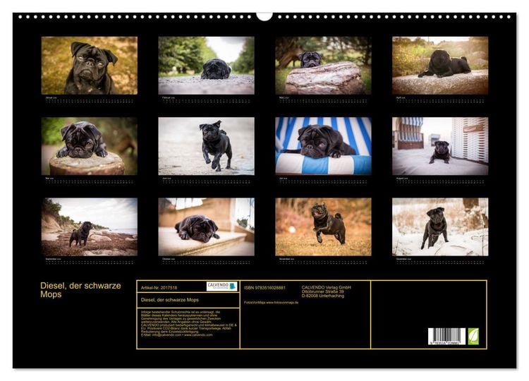 Produktbild: Diesel, der schwarze Mops (Wandkalender 2026 DIN A2 quer), CALVENDO Monatskalender