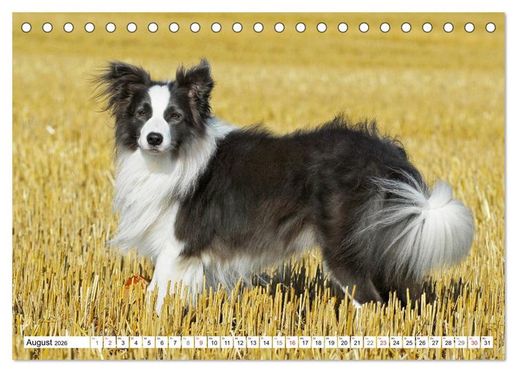 Produktbild: Traumhund Border Collie (Tischkalender 2026 DIN A5 quer), CALVENDO Monatskalender