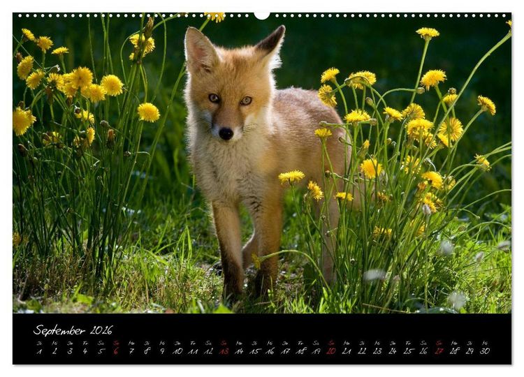 Produktbild: Rotfuchs - Impressionen (Wandkalender 2026 DIN A2 quer), CALVENDO Monatskalender