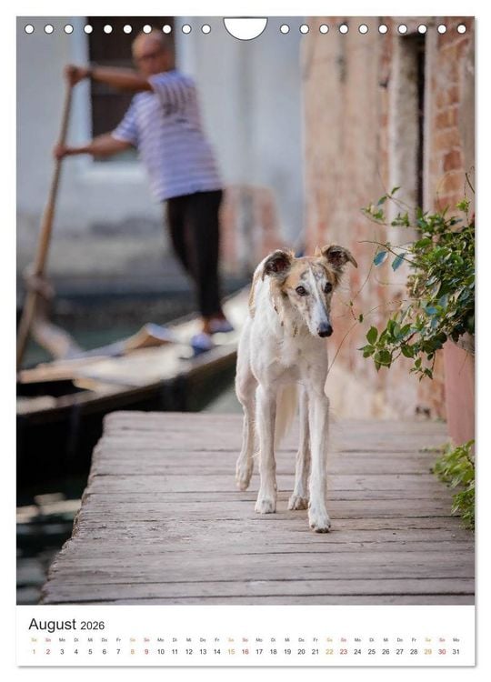 Produktbild: Silken Windsprites - Zwei Windhunde erobern die Lagunenstadt Venedig (Wandkalender 2026 DIN A4 hoch), CALVENDO Monatskalender