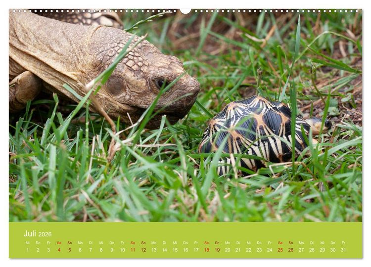Produktbild: Meine Schildkr&ouml;ten (Wandkalender 2026 DIN A2 quer), CALVENDO Monatskalender