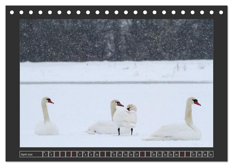 Produktbild: Winterzauber - Tiere in Eis und Schnee (Tischkalender 2026 DIN A5 quer), CALVENDO Monatskalender