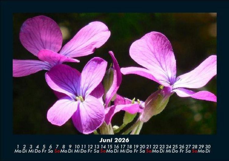 Produktbild: Blumentr&auml;ume 2026 Fotokalender DIN A5