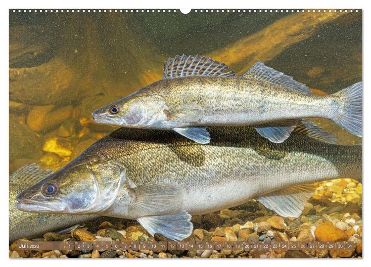 Produktbild: Fische in Teichen und Fl&uuml;ssen (hochwertiger Premium Wandkalender 2026 DIN A2 quer), Kunstdruck in Hochglanz