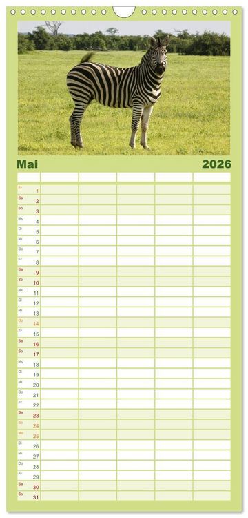 Produktbild: Familienplaner 2026 - Zebras - Faszination der Wildnis mit 5 Spalten (Wandkalender, 21 x 45 cm) CALVENDO